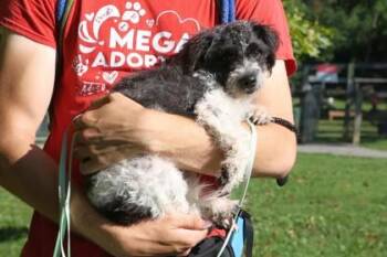 Marla -  Mixed Breed Dog for Adoption in West Chester, Pennsylvania - Marla | PetCurious