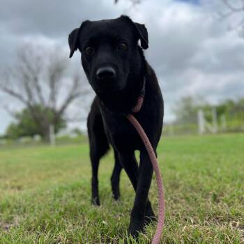 Black Labrador Retriever and Mixed Breed Dogs Available for Adoption in Austin, Texas - Sergeant JuM* | PetCurious