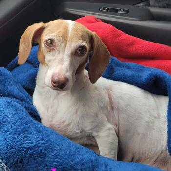 Kennedy -  Dachshund Dog for Adoption in Olathe, Kansas - Kennedy | PetCurious