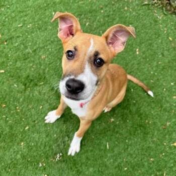 Shepherd Dogs Available for Adoption in Quincy, Illinois - Amy | PetCurious
