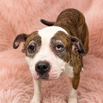 Zoe 54368 -  Pit Bull Terrier Dog for Adoption in Las Vegas, Nevada - Zoe 54368 | PetCurious