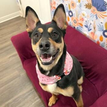 German Shepherd Dog and Australian Kelpie Dogs Available for Adoption - Clementine Cutest Goofy Gal | PetCurious
