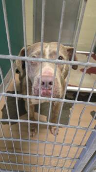 BLUE -  Pit Bull Terrier Dog for Adoption in Texas City, Texas - BLUE | PetCurious