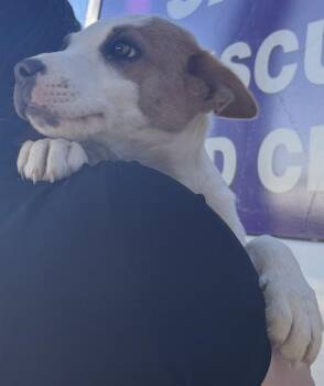 LEO -  Border Collie and Pit Bull Terrier Dog for Adoption in Modesto, California - LEO | PetCurious