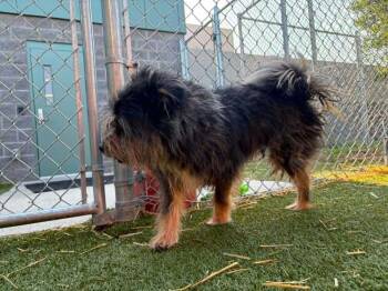Rebel -  Schnauzer and Yorkshire Terrier Dog for Adoption - Rebel | PetCurious