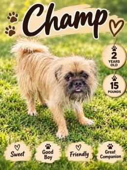 Champ -  Brussels Griffon Dog for Adoption in Fort Worth, Texas - Champ | PetCurious