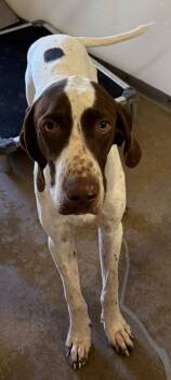 Hunter -  Pointer Dog for Adoption in Belton, Texas - Hunter | PetCurious