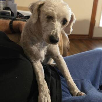 Poodle and Mixed Breed Dogs Available for Adoption in Floresville, Texas - Ollie | PetCurious