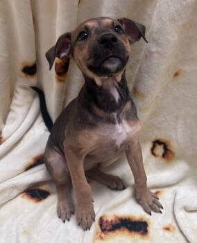 Gamora -  Mixed Breed Dog for Adoption in Madison, Georgia - Gamora | PetCurious