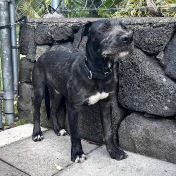 Irish Terrier Dogs Available for Adoption - Dante | PetCurious