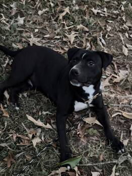 Duke of Earl (My story rocks) -  Black Labrador Retriever and Terrier Dog for Adoption in Alexandria, Louisiana - Duke Of Earl (My Story Rocks) | PetCurious
