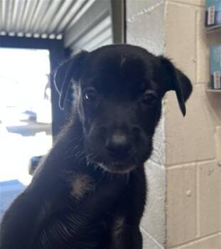 DESTINY -  Pit Bull Terrier and Mixed Breed Dog for Adoption in San Bernardino, California - DESTINY | PetCurious