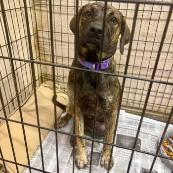 Rosa Stray Hold Stray Hold 7/19 -  Mixed Breed Dog for Adoption in Huntington, West Virginia - Rosa Stray Hold Stray Hold 7/19 | PetCurious