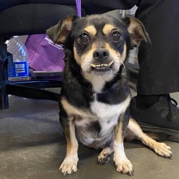 Ted* -  Dachshund and Miniature Pinscher Dog for Adoption in San Gabriel, California - Ted* | PetCurious