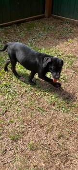 Cererus -  Mixed Breed Dog for Adoption in Taycheedah, Wisconsin - Cererus | PetCurious