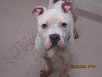 American Bulldog Dogs Available for Adoption - (82) | PetCurious