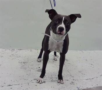 Rescue Staffordshire Bull Terrier and Mixed Breed Dogs for Adoption in Houston, Texas - ABBY | PetCurious