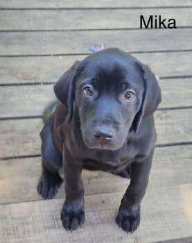 Labrador Retriever Dogs Available for Adoption in Manchester, Connecticut - Mika | PetCurious