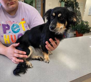 Demi doxi -  Dachshund Dog for Adoption in Evergreen, Colorado - Demi Doxi | PetCurious