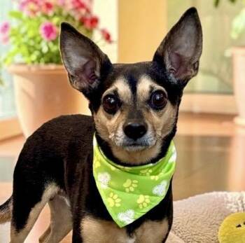 Henry -  Chihuahua and Terrier Dog for Adoption in Perry, Iowa - Henry | PetCurious