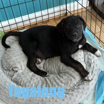 Tagalong -  Hound and Mixed Breed Dog for Adoption in Ellicott City, Maryland - Tagalong | PetCurious