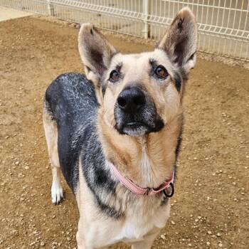 Holly -  German Shepherd Dog Dog for Adoption in Bentonville, Arkansas - Holly | PetCurious