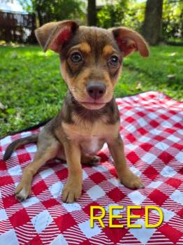 Reed -  Chihuahua and Jack Russell Terrier Dog for Adoption in Pleasure Rdge, Kentucky - Reed | PetCurious