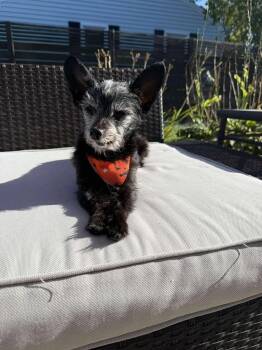 Rescue Mixed Breed Dogs for Adoption in De Pere, Wisconsin - Ollie | PetCurious