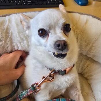 Jay -  Mixed Breed Dog for Adoption - Jay | PetCurious