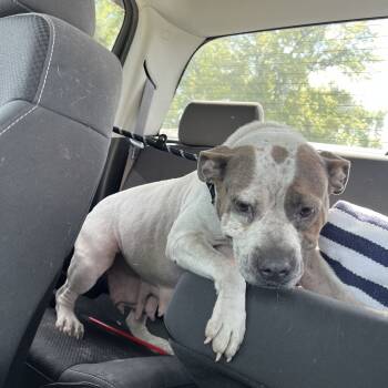 Rescue Pit Bull Terrier Dogs for Adoption in East St. Louis, Illinois - Sally | PetCurious