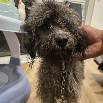 Rescue Mixed Breed Dogs for Adoption in Philadelphia, Pennsylvania - Batman | PetCurious