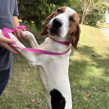 Elvis -  Coonhound Dog for Adoption in Clanton, Alabama - Elvis | PetCurious