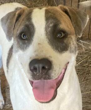 Labrador Retriever Dogs Available for Adoption in Andover, Massachusetts - Buster - Local Guy! | PetCurious