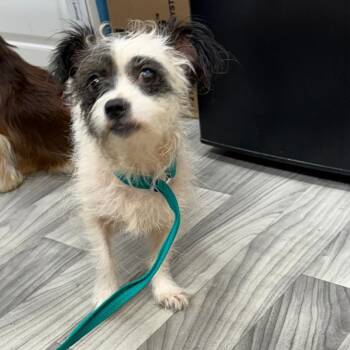 Elena -  Wirehaired Terrier and Mixed Breed Dog for Adoption in Lake Panasoffkee, Florida - Elena | PetCurious