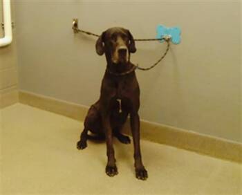 BEAU -  Great Dane Dog for Adoption in Las Vegas, Nevada - BEAU | PetCurious