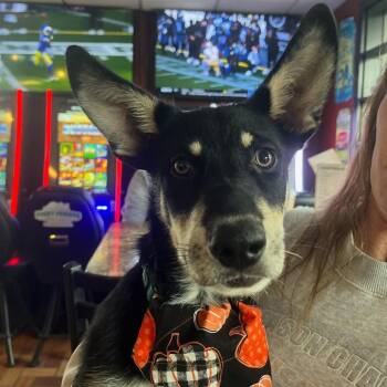 Mixed Breed Dogs Available for Adoption - Charlie | PetCurious