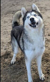 Husky Dogs Available for Adoption in Hesperia, California - Nola | PetCurious