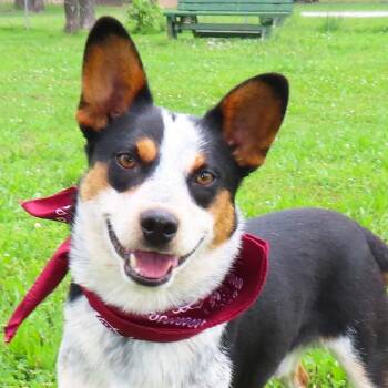 Van -  Australian Cattle Dog Blue Heeler Dog for Adoption in Wadena, Minnesota - Van | PetCurious