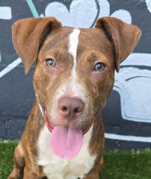 Bingo (foster needed) -  Pit Bull Terrier and Terrier Dog for Adoption in New York, New York - Bingo (foster Needed) | PetCurious