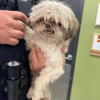 YORK-Stray-17000 -  Shih Tzu Dog for Adoption in York, Pennsylvania - YORK-Stray-17000 | PetCurious