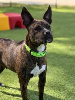 Vera -  Mixed Breed Dog for Adoption in Pawleys Island, South Carolina - Vera | PetCurious