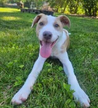 Keelan -  Australian Cattle Dog Blue Heeler Dog for Adoption in Brooklyn Center, Minnesota - Keelan | PetCurious