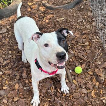 Bloom -  Mixed Breed Dog for Adoption in Titusville, Florida - Bloom | PetCurious