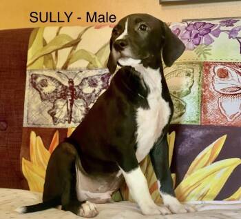 Sully Lonestar -  Labrador Retriever Dog for Adoption in Rockaway, New Jersey - Sully Lonestar | PetCurious