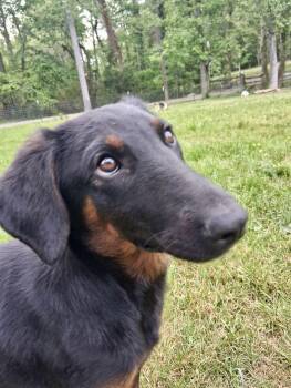 Doberman Pinscher and Hound Dogs Available for Adoption in Ooltewah, Tennessee - Prim | PetCurious
