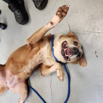 Rendezvous -  Mixed Breed Dog for Adoption in Charlottesville, Virginia - Rendezvous | PetCurious