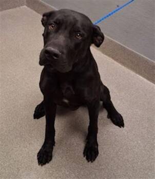 LOU THE LOBSTER -  Cane Corso and Mixed Breed Dog for Adoption in Las Vegas, Nevada - LOU THE LOBSTER | PetCurious