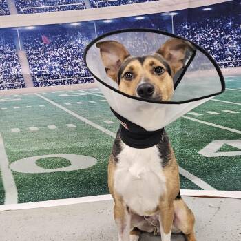 Terrier and Shepherd Dogs Available for Adoption in Muskegon, Michigan - Ranger | PetCurious