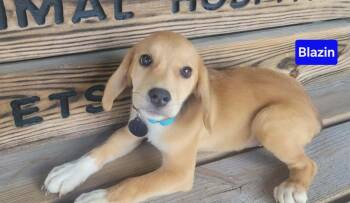 Blazin -  Beagle and Mixed Breed Dog for Adoption in Saint Clairsville, Ohio - Blazin | PetCurious