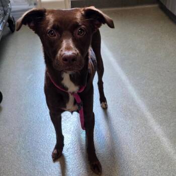 Emma -  Labrador Retriever and Mixed Breed Dog for Adoption in Council Bluffs, Iowa - Emma | PetCurious